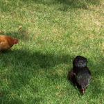 Picture_071