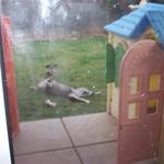 dogs 002